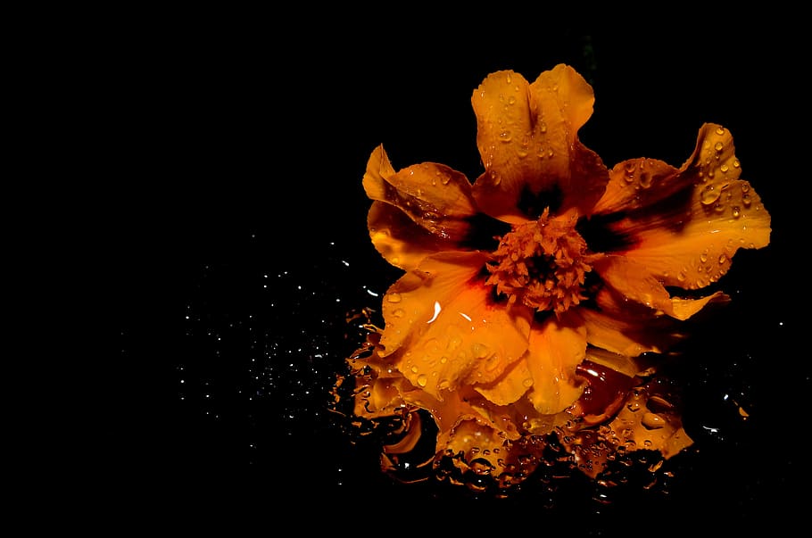 untitled, flower, yellow, spehel, black Color, studio shot HD wallpaper