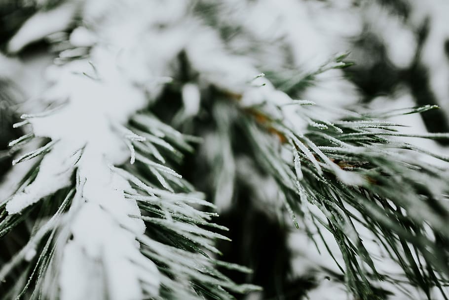 Close-ups of snowy trees, closeup, leaves, pine, twig, branch