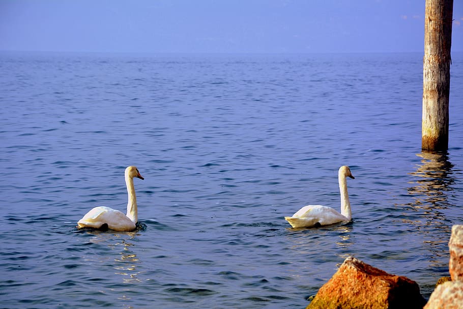 swan, couple, lake, water, follow, tranquility, animal wildlife, HD wallpaper
