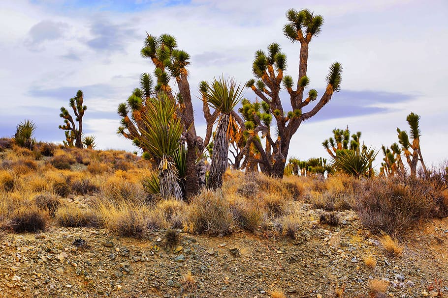 cactus, desert, nature, dry, landscape, plant, tree, travel, HD wallpaper