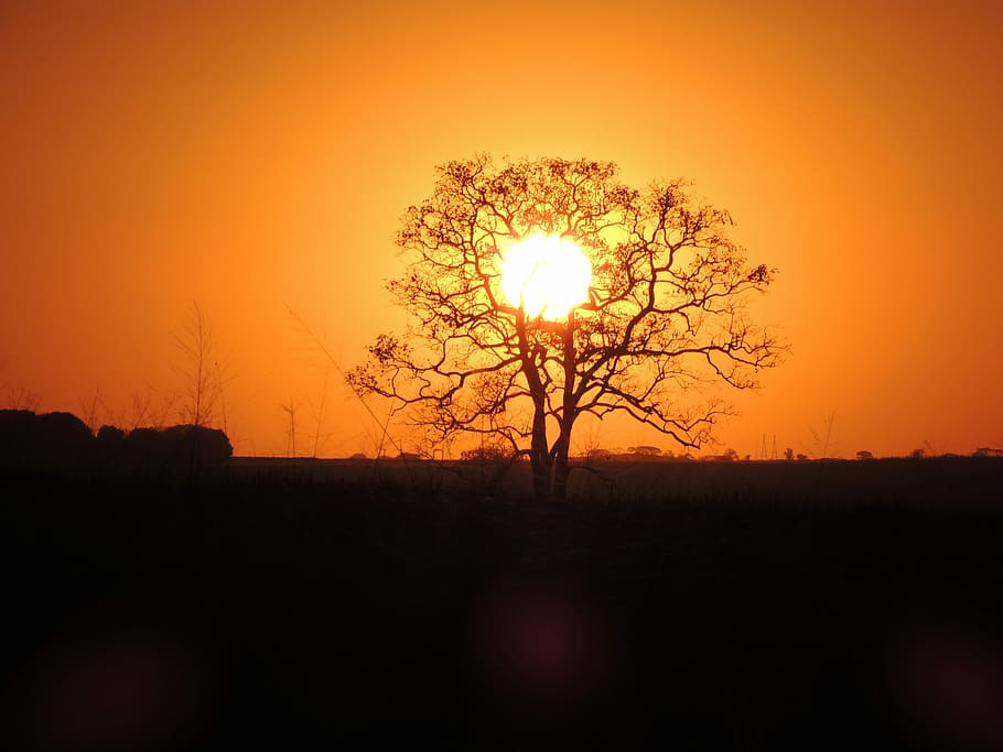 Sol, Tree, Powder, Sunset, silhouette, outdoors, nature, sky HD wallpaper