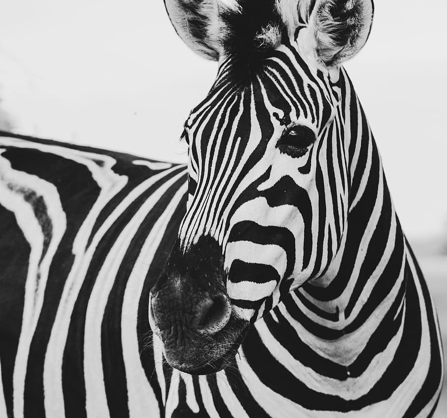 zebra animal, close-up photography of zebra during daytime, black and white