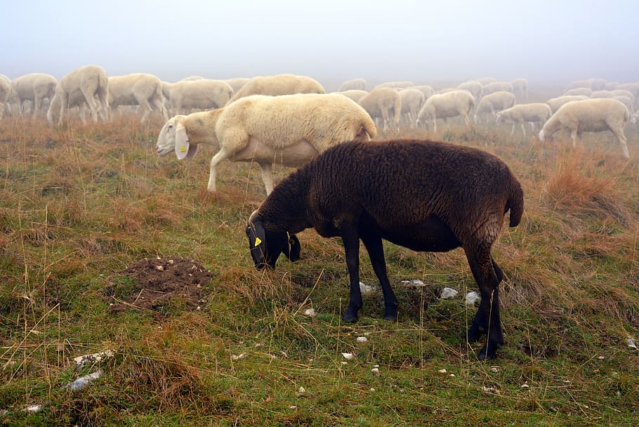 sheep, black, flock, black sheep, animal themes, mammal, domestic animals HD wallpaper