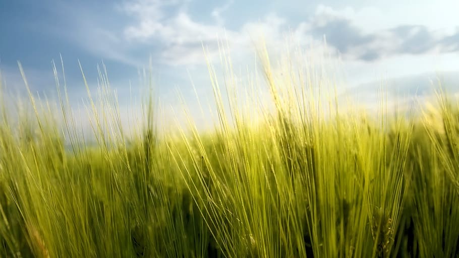 Nature, Grass, Green, summer, agriculture, plant, field, sky HD wallpaper