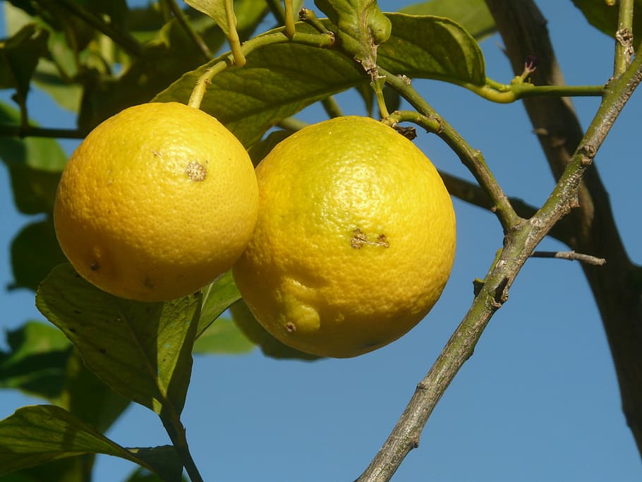 lemon, fruit, yellow, malta, nature, ripe, food, healthy eating HD wallpaper