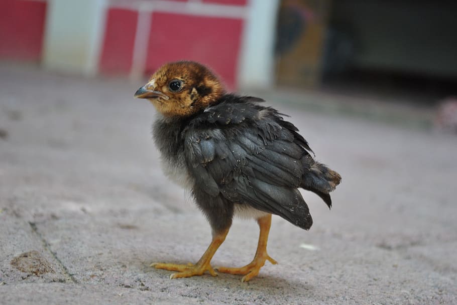 hen, farm, chicken, animal themes, bird, vertebrate, animal wildlife HD wallpaper
