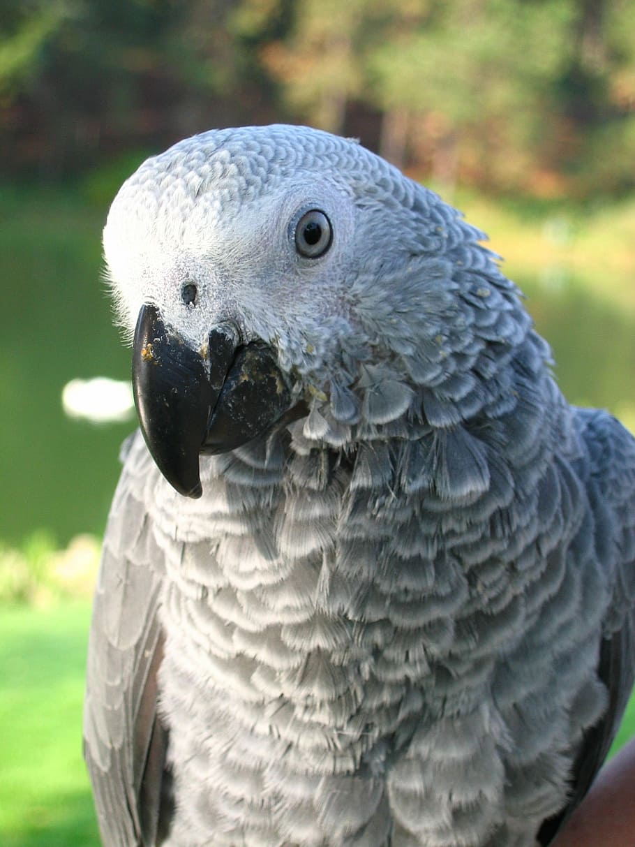 parrot, gray, beak, blue, bird, animal wildlife, one animal HD wallpaper