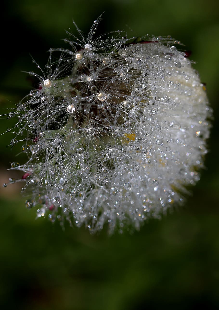 dandelion, drops, dew, plant, wet, nature, close-up, macro HD wallpaper