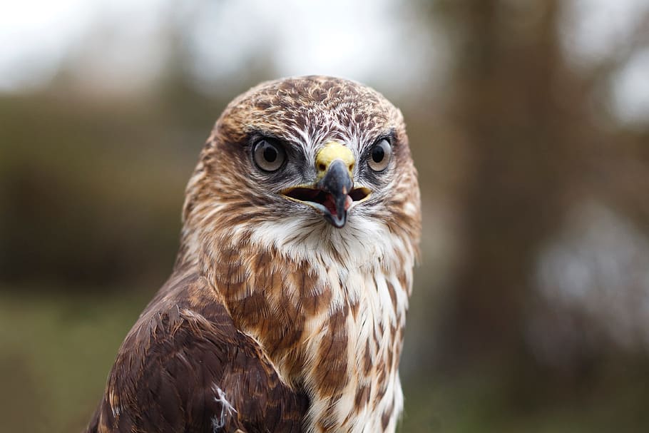 bird, beak, feather, animal, fly, owl, animal themes, one animal HD wallpaper