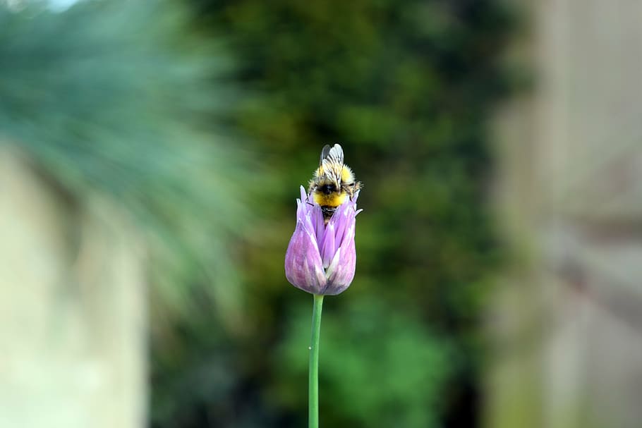 flower, bee, forage, garden, nature, insects, pollinator, pollen HD wallpaper