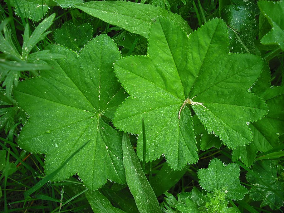 leaf, green, forest, green color, plant part, growth, nature HD wallpaper
