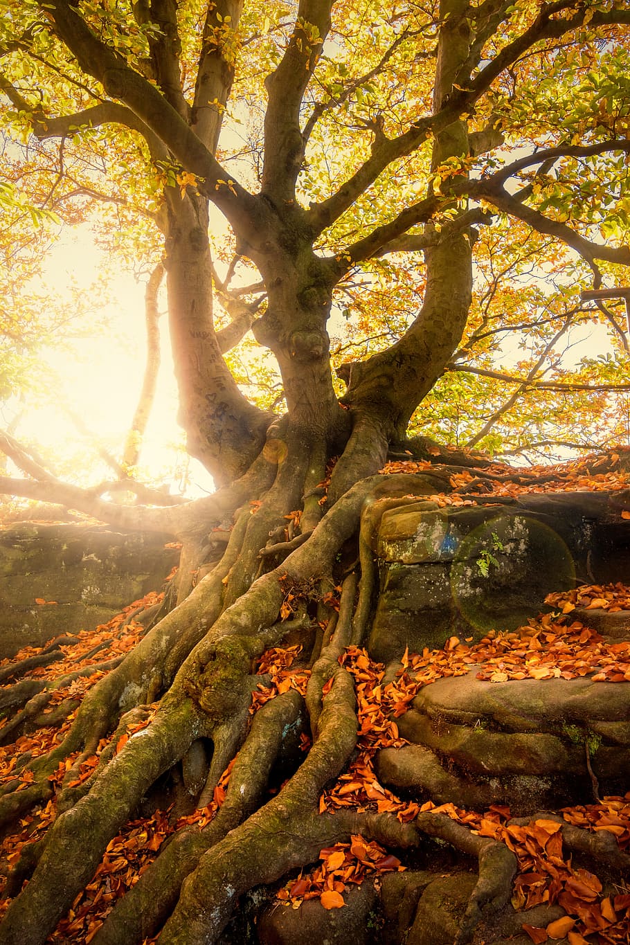 brown and green tree, quaint, overgrown, nature, moss, autumn HD wallpaper