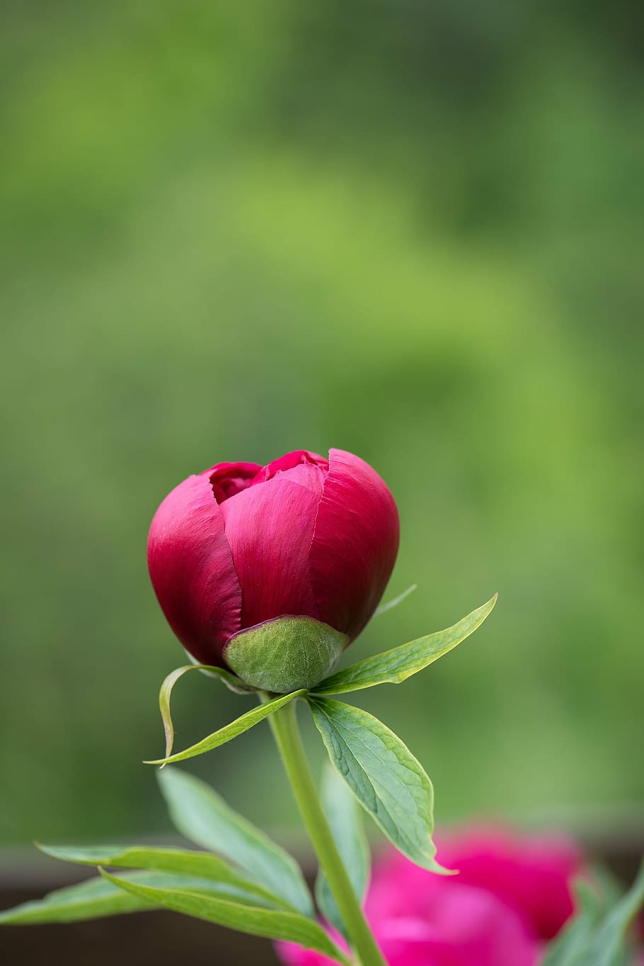 peony, blossom, bloom, closed, closed flower, red flower, nature HD wallpaper