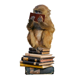 brown monkey reading book white sitting on pile of books, decor HD wallpaper