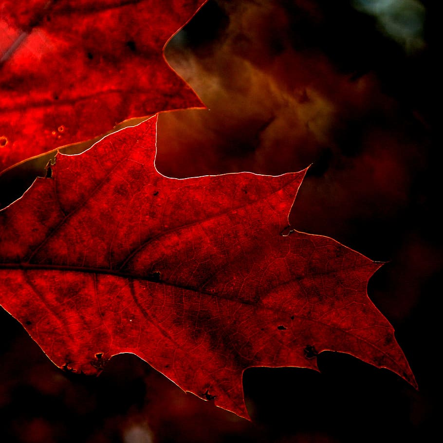 maple leaf, forest, nature, foliage, red oak, quercus, manipulation HD wallpaper