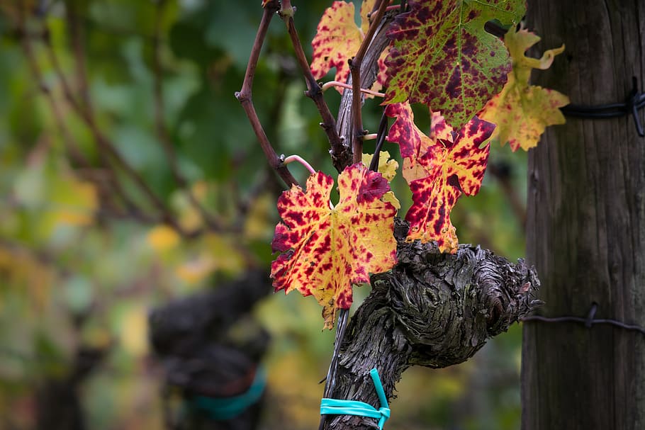 wine, vine, leaf, autumn, yellow, red, golden autumn, wine leaf HD wallpaper