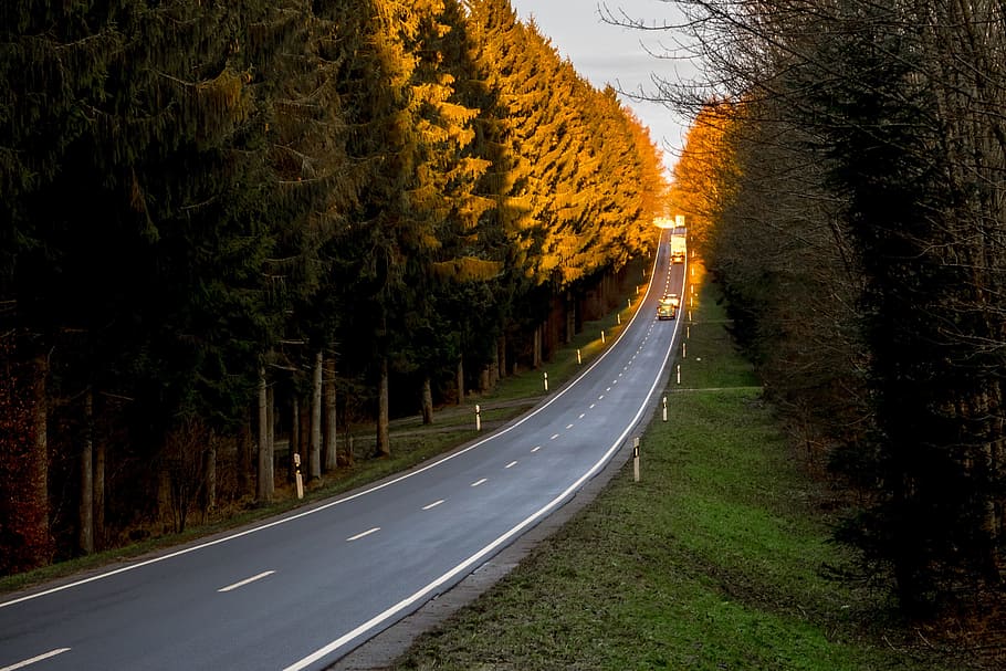 gray asphalt road between trees, infinite, wide, dom, infinity
