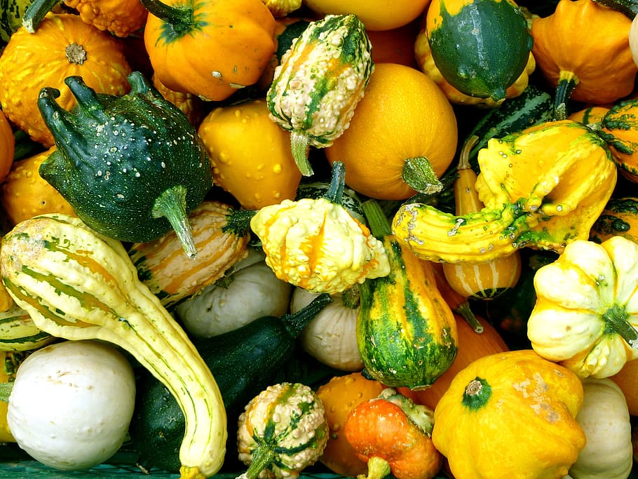 Pumpkins, Cucurbitaceae, Autumn, vegetables, orange, harvest, HD wallpaper