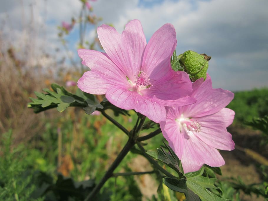 Malva Moschata, Clouds, Plant, sky, plants, flower, flowers HD wallpaper