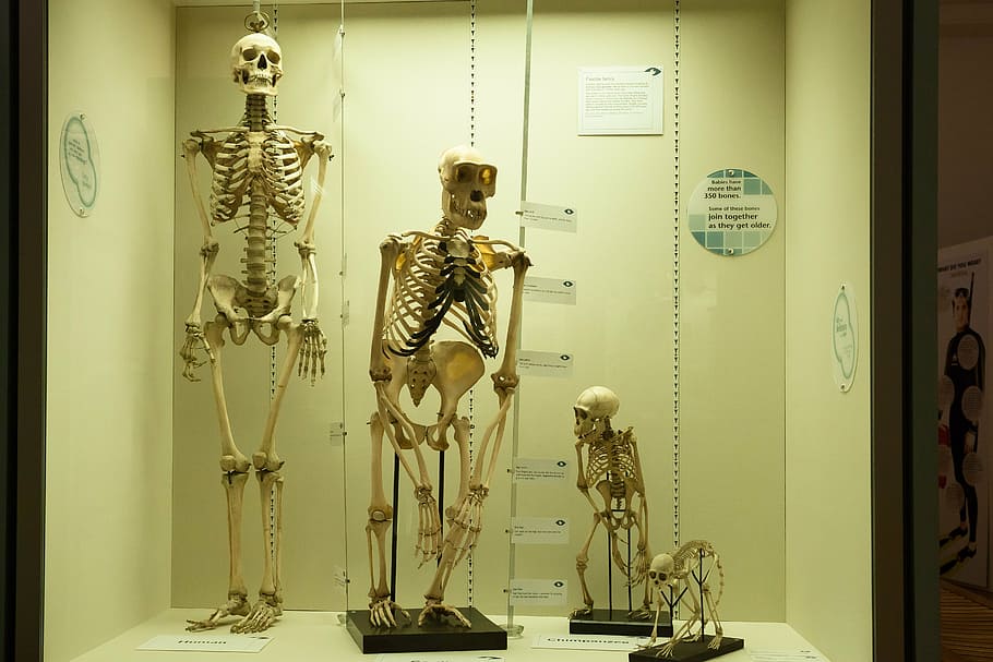 four skeletons display, comparison, human, monkey, primates, homo sapiens