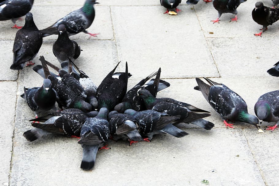 pigeons, birds, close, group of animals, animals in the wild HD wallpaper