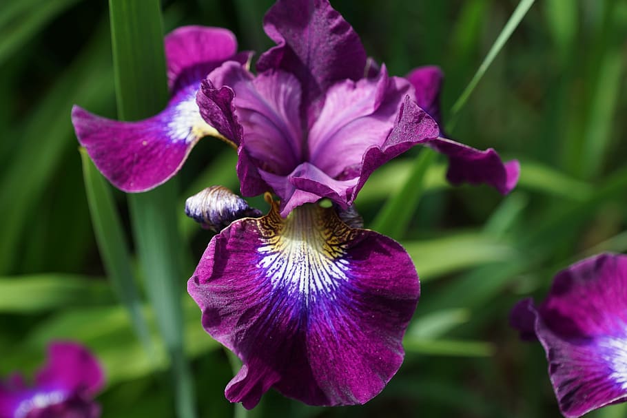 purple flowers, iris, blossom, bloom, nature, garden, plant HD wallpaper
