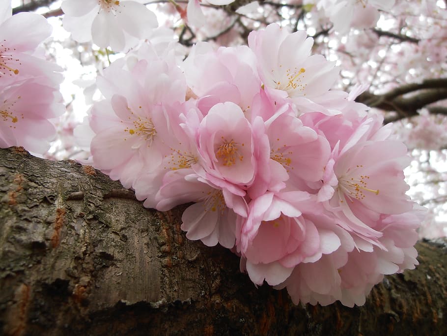 close up view of white and pink flower, nature, cherry, blossom HD wallpaper