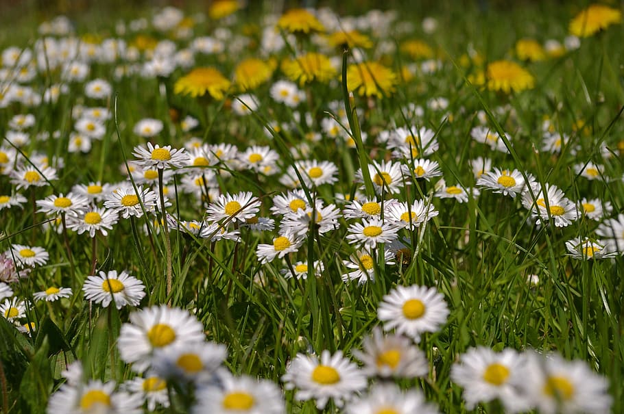 Meadow, Spring, Flowers, spring meadow, flower meadow, signs of spring HD wallpaper