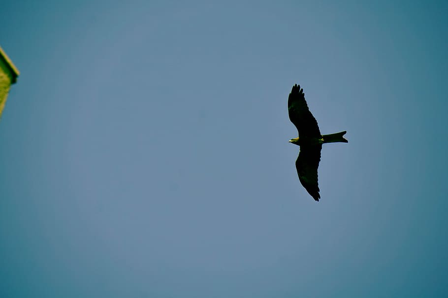 blue, sky, birds, eagle, flying, animals in the wild, animal wildlife HD wallpaper
