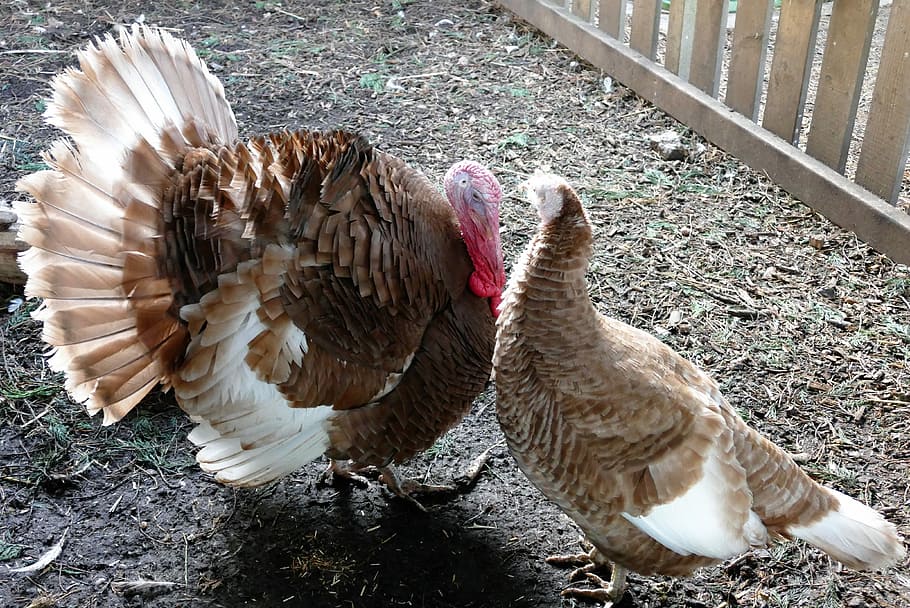 Bird, Turkeys, Feather, Animal, livestock, thanksgiving, head, HD wallpaper