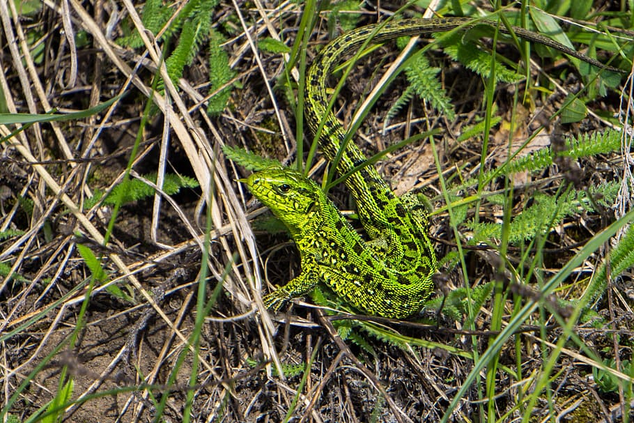 lizard, nature, reptiles, plant, green color, one animal, no people HD wallpaper