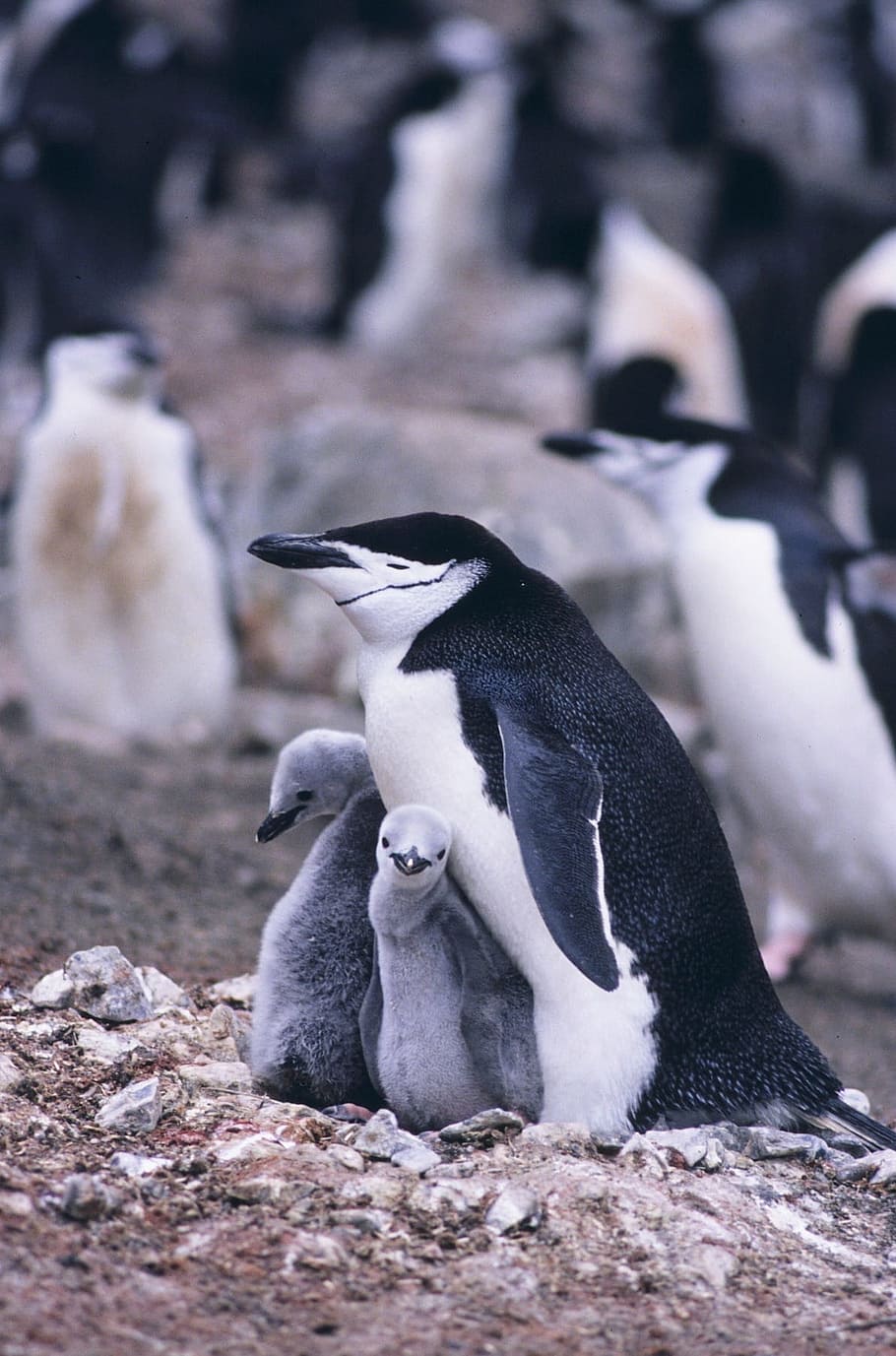 selective focus photography of black and white penguin and two young penguins standing on ground, HD wallpaper