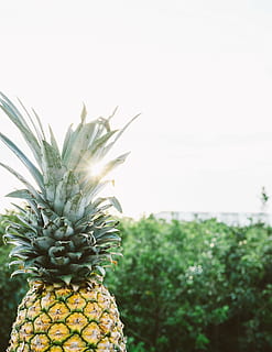 closeup photo of pineapple fruit, dessert, appetizer, juice HD wallpaper