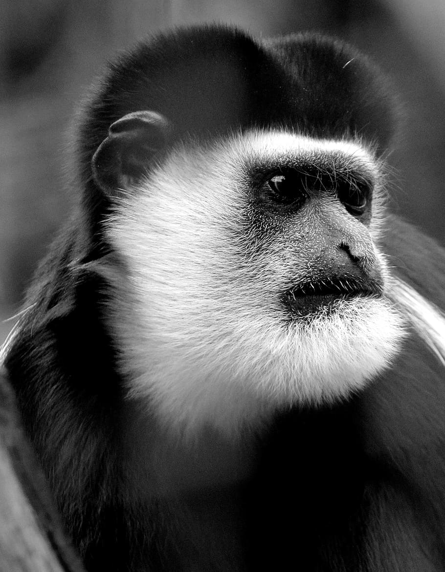 monkey, animal, zoo, animal themes, one animal, primate, mammal HD wallpaper