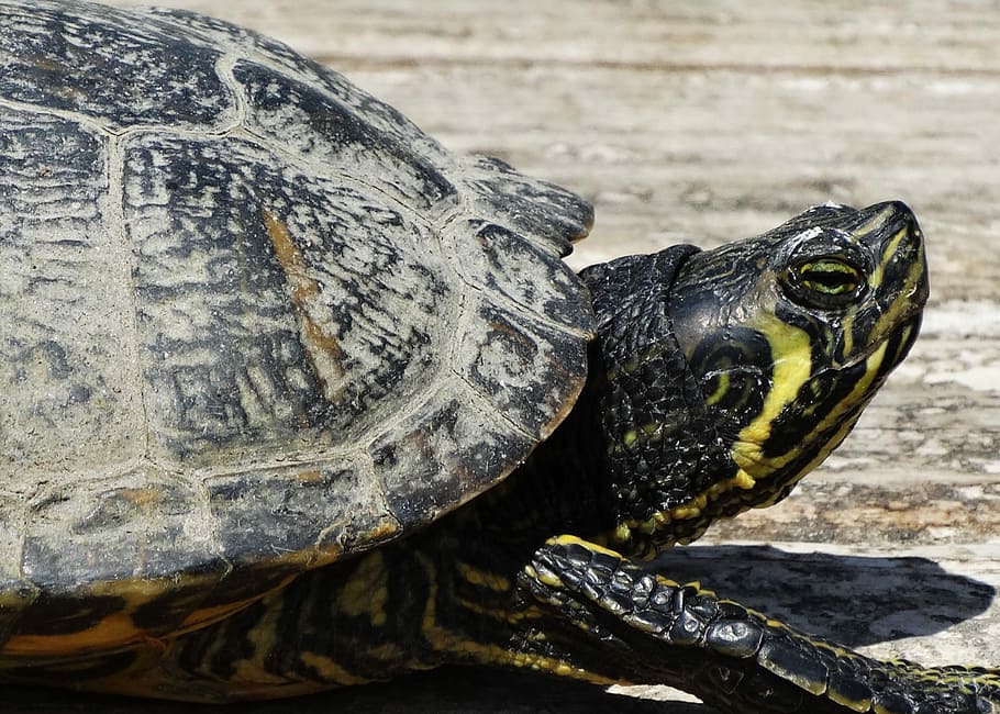 Turtle, Amphibian, expensive, turtle head, tortoise, reptile HD wallpaper