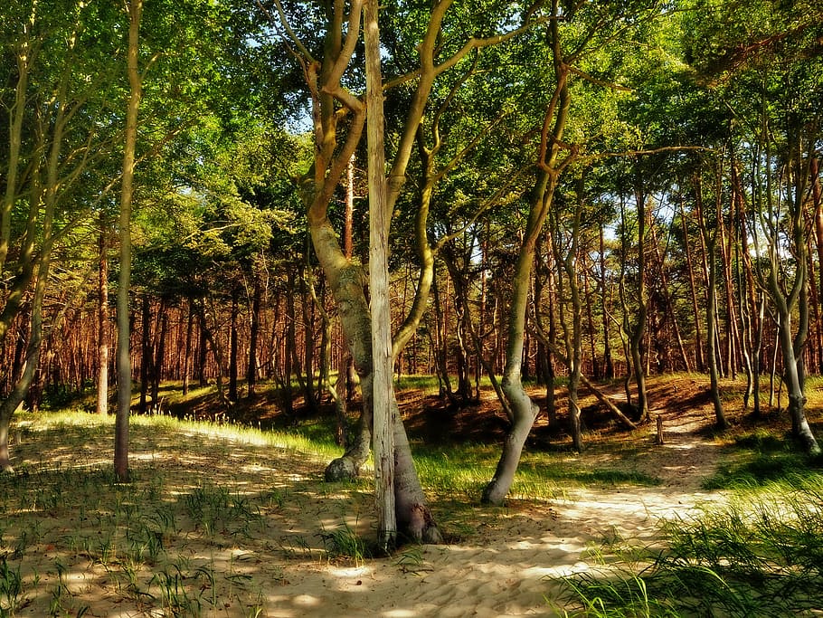 forest, sun, nature, light, trees, shadow, landscape, plant HD wallpaper
