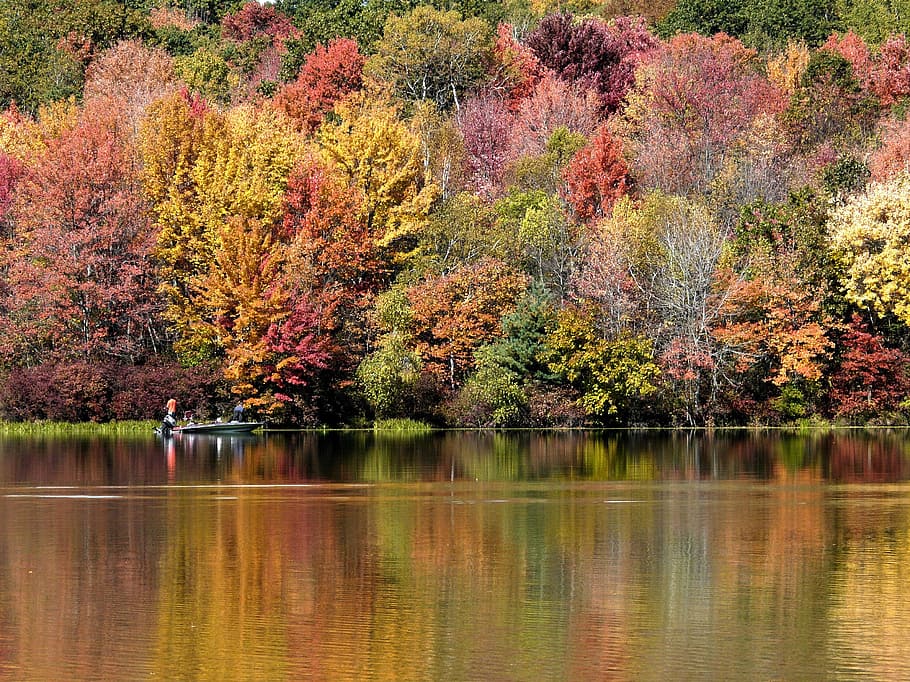 landscape, lake, water, tree, autumn, plant, beauty in nature HD wallpaper