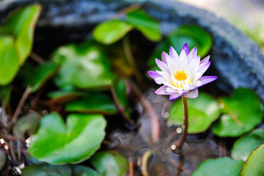 leaf, plants, nature, flowers, flowering plant, freshness, vulnerability HD wallpaper