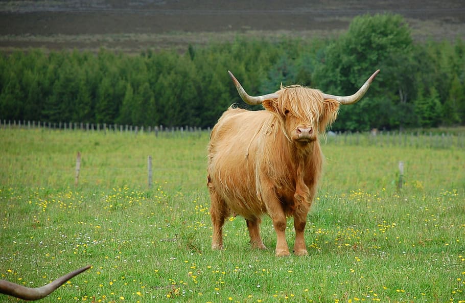brown yak standing on green field, highland, cow, scotland, cattle