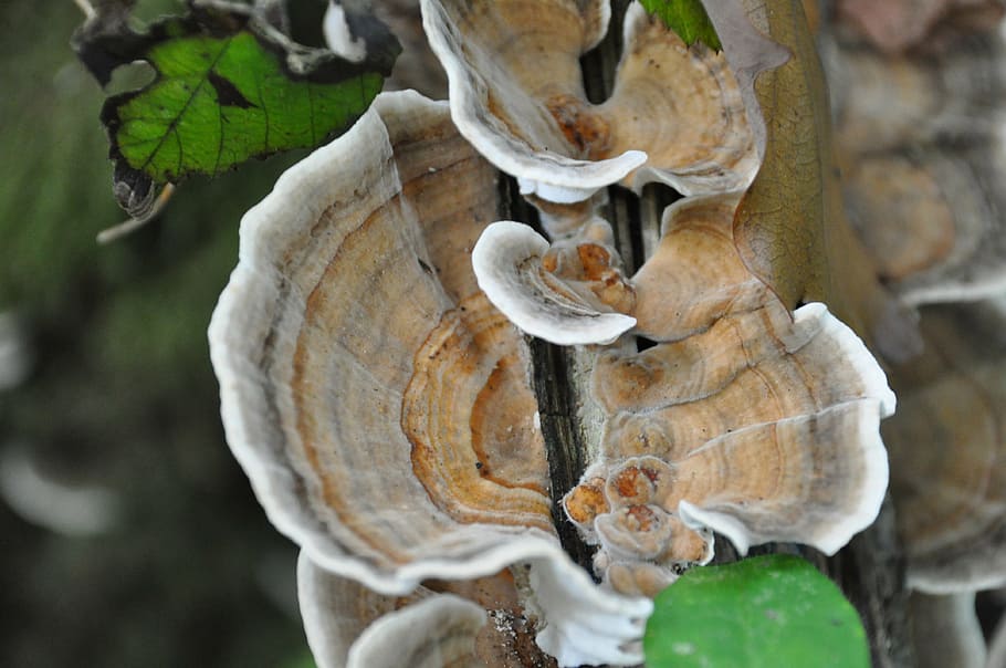 cep, collection, wood, forest, fall, fungus, undergrowth, nature HD wallpaper
