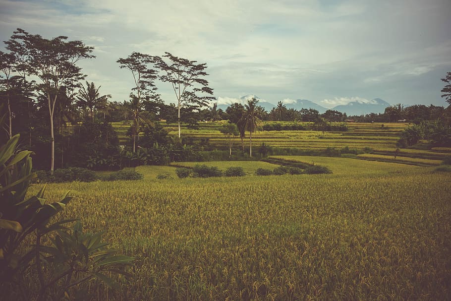 Rice Fields in Bali, green trees beside green grass, nature, mountain HD wallpaper