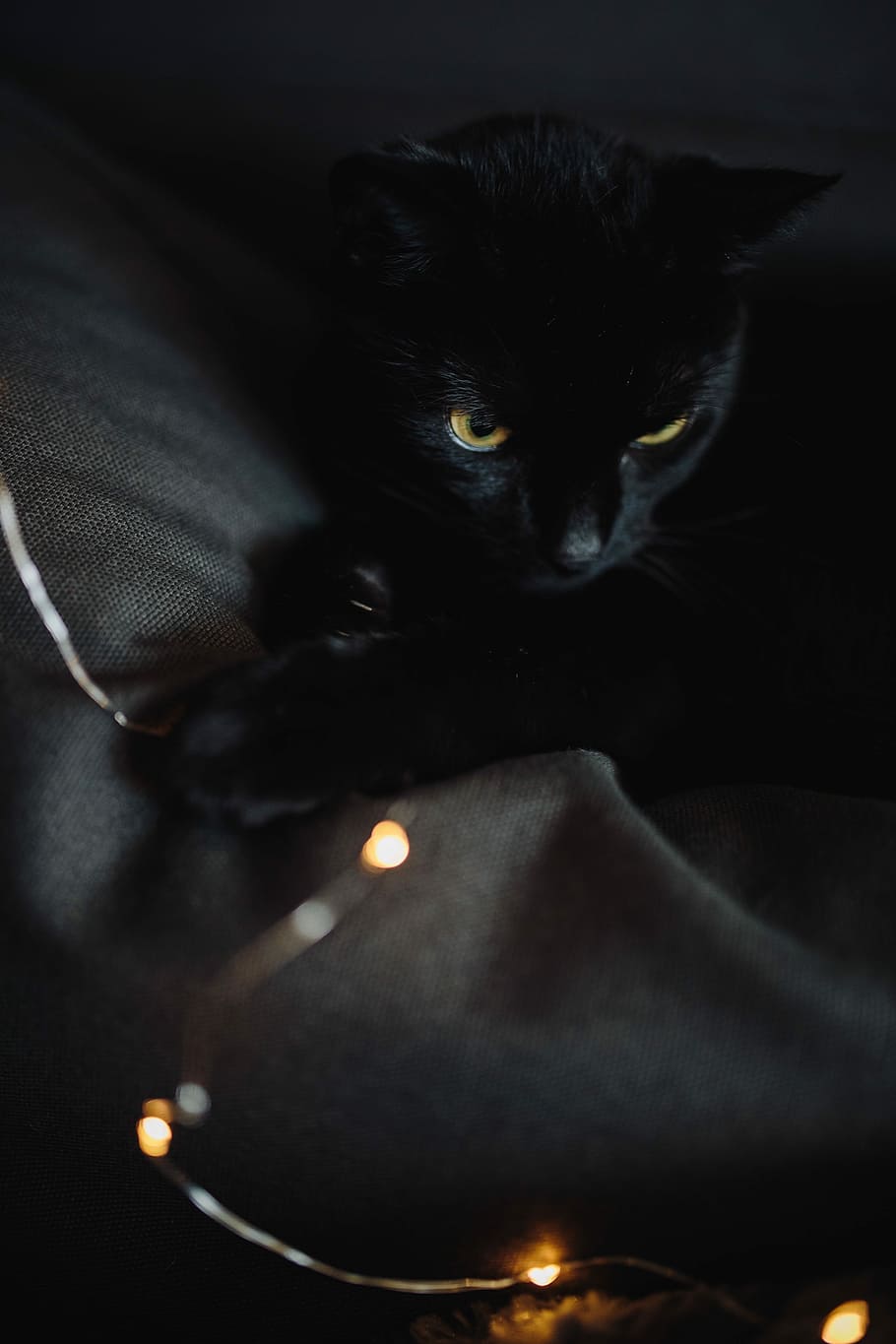 Cute cat aesthetic aestheticcat black cat cataesthetic cats cute  dark mode HD phone wallpaper  Peakpx