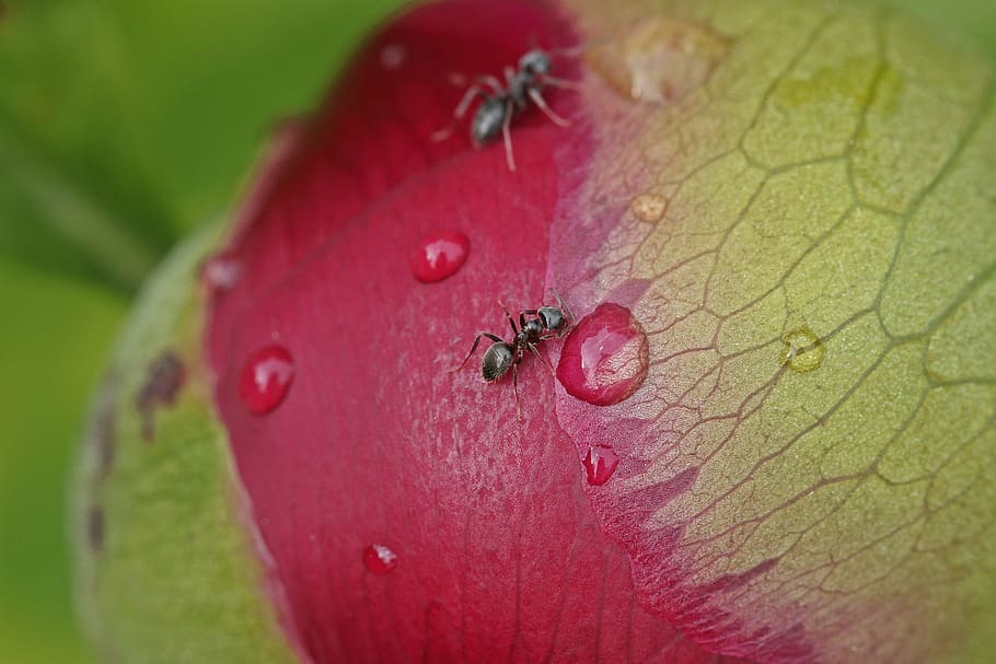 spring, ant, peony, a drop of, pink, flower, garden, insects HD wallpaper