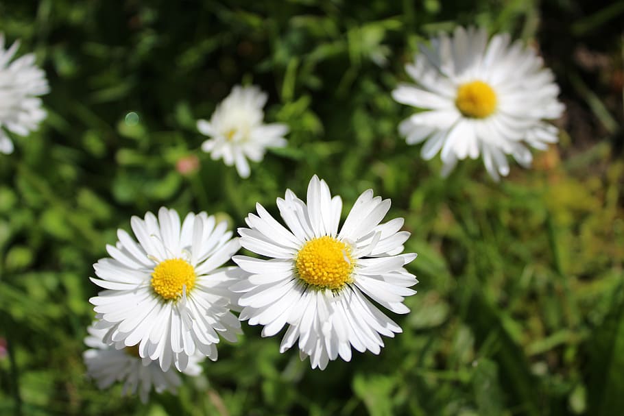daisy, garden, flower, green, lawn, grass, white, yellow, day s HD wallpaper