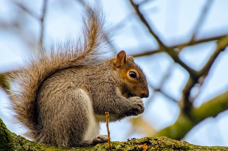 selective focus photography of brown Squirrel, animal, tree HD wallpaper