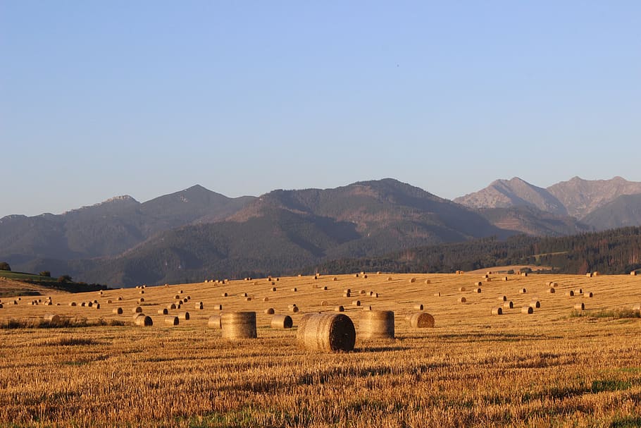 field, hay, straw, slovakia, ssas straw, agriculture, harvest HD wallpaper