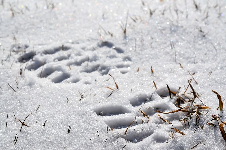 footprint, snow, white, cold, path, frozen, winter, walk, trail HD wallpaper