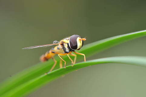macro, insect, fly, nature, animal, summer, pattern, fauna HD wallpaper