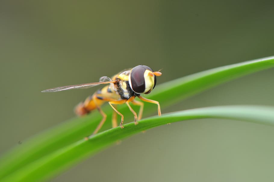 macro, insect, fly, nature, animal, summer, pattern, fauna HD wallpaper