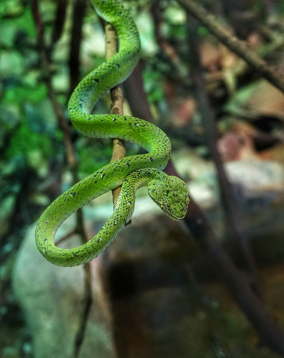 trimeresurus, viper, wildlife, tree, snake, reptile, nature HD wallpaper